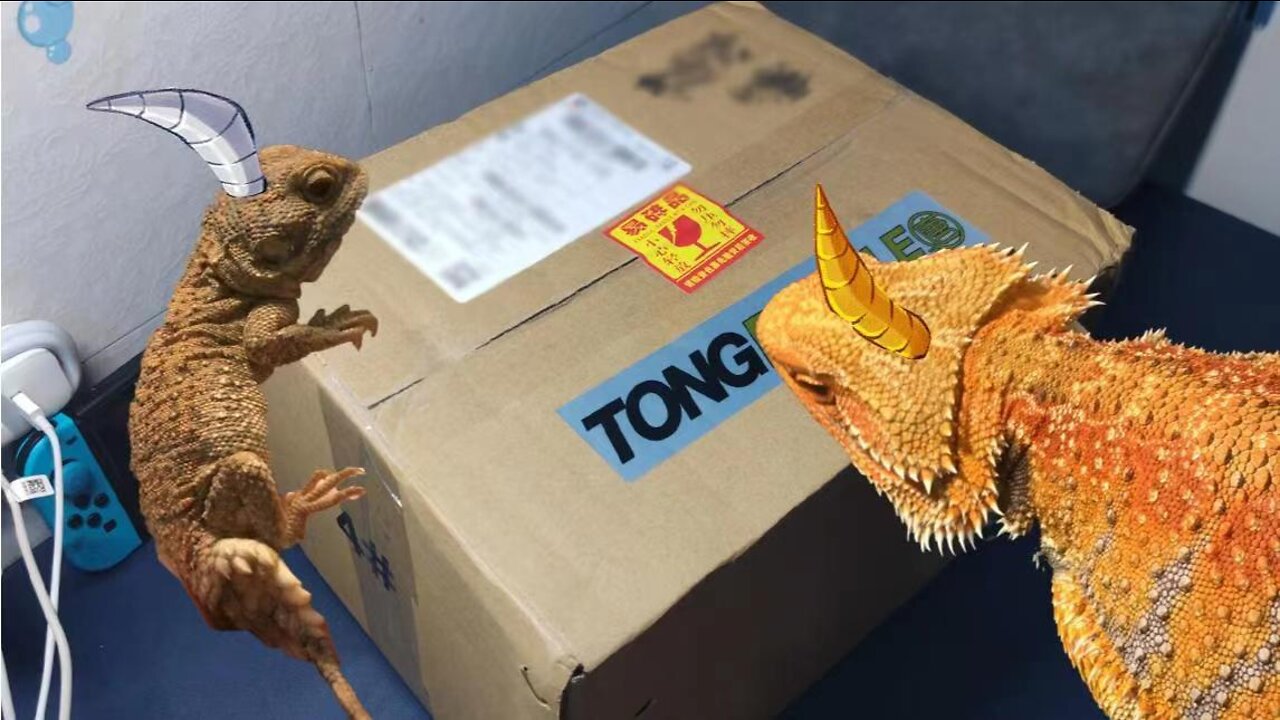 [Pet out of the box] What does a lizard look like