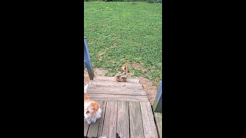 chicken helper