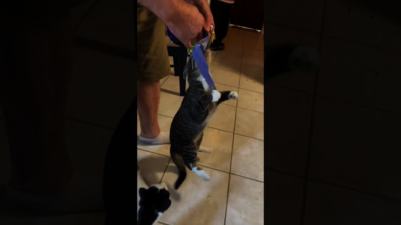 That is a hungry 😸