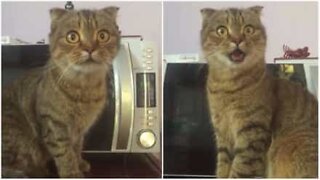 Il gatto più spaventato di internet