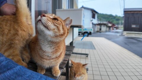 It started to rain, so I took shelter under the eaves, and the cats came to take shelter too.