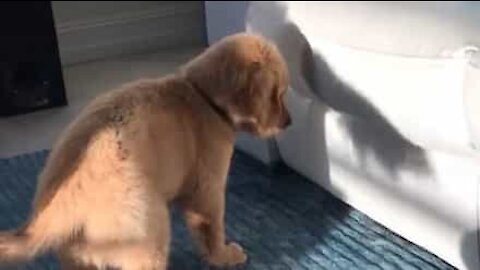 Cachorrinho fica hipnotizado com sombra!