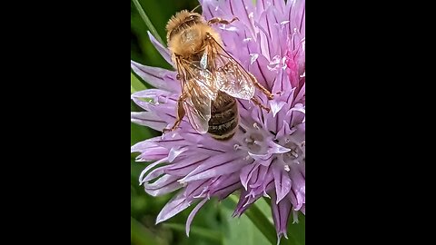 THE BUSY BEES!
