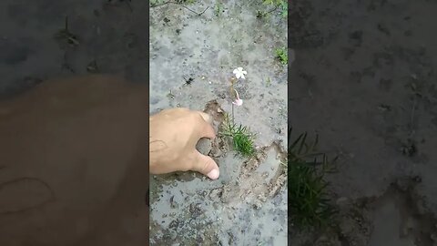 Essa plantinha tem uma raiz diferente #shorts