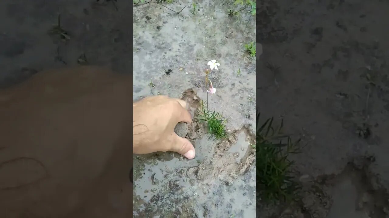 Essa plantinha tem uma raiz diferente #shorts