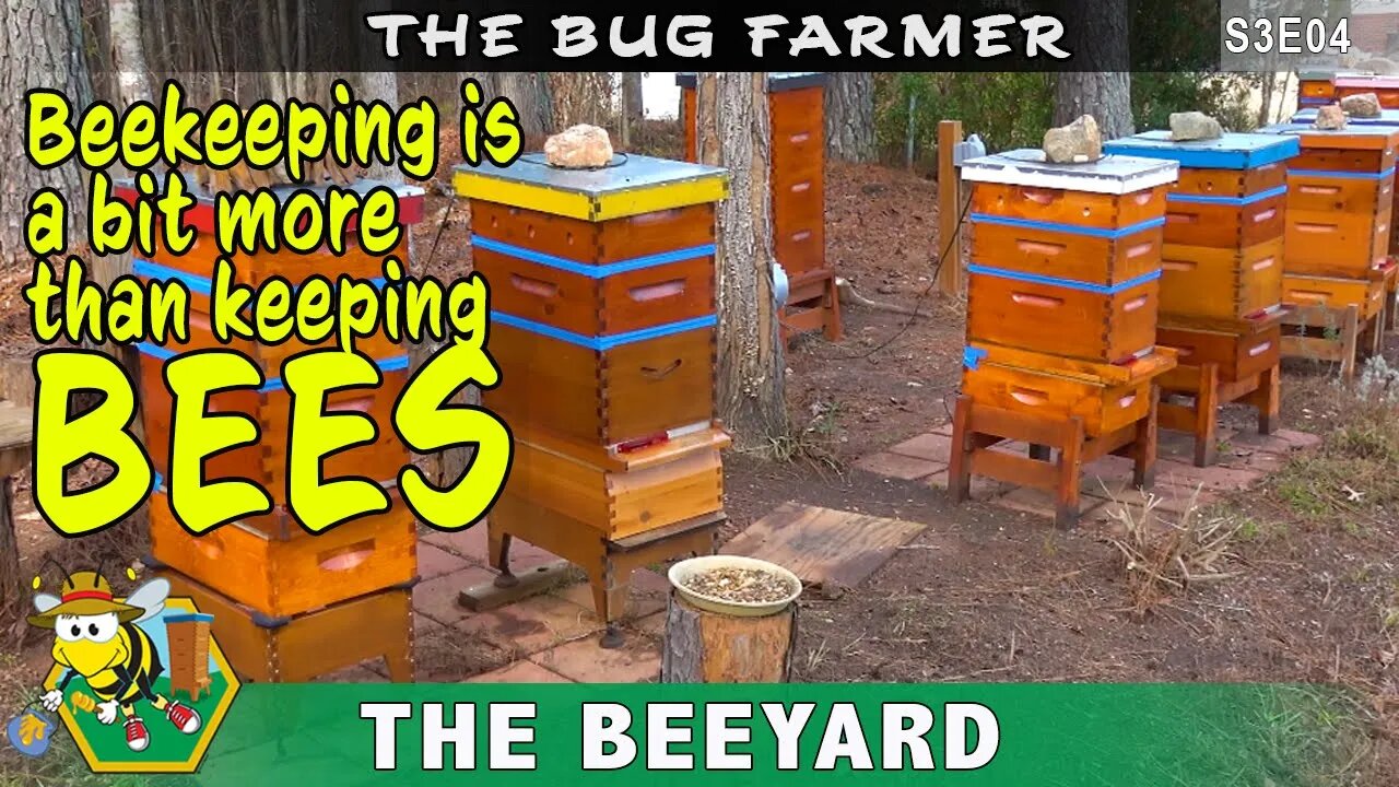 Winter Beekeeping Maintenance - Beekeeping is more than just bees.