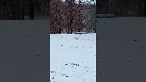 It’s a little slippery #shorts