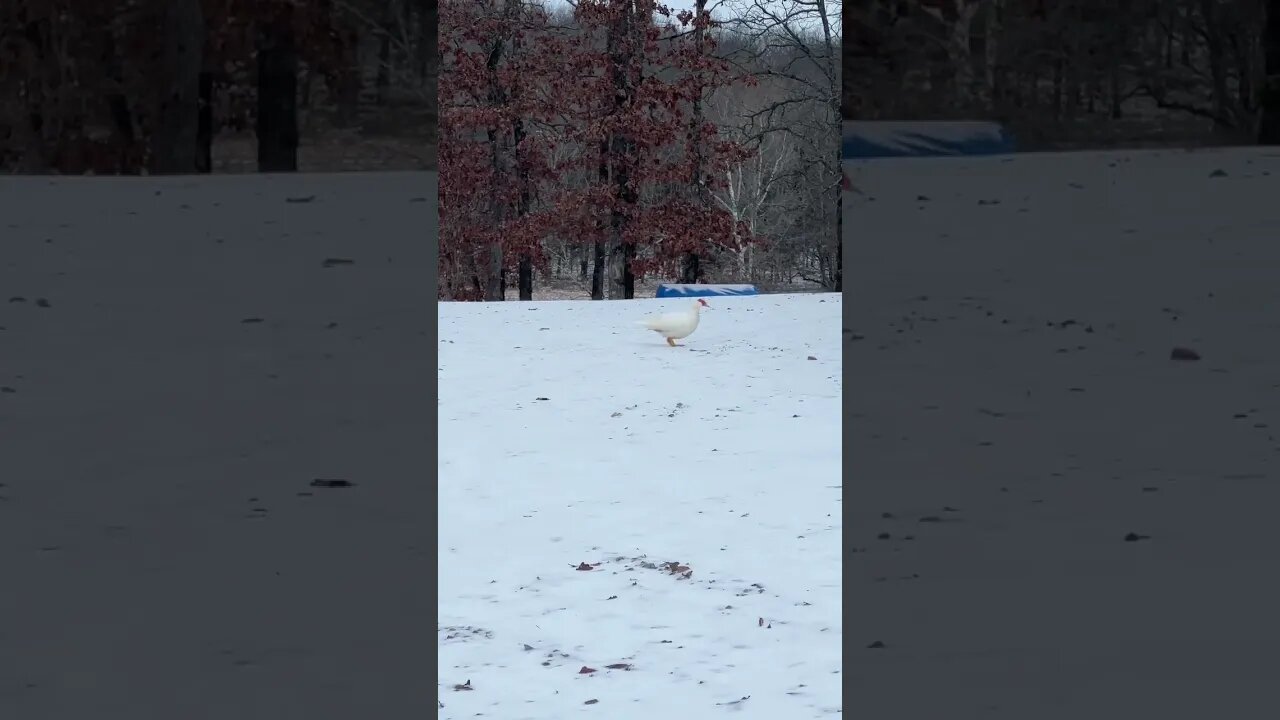 It’s a little slippery #shorts