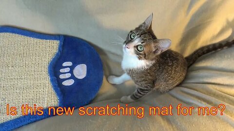 New Scratching Mat for the Little Cat
