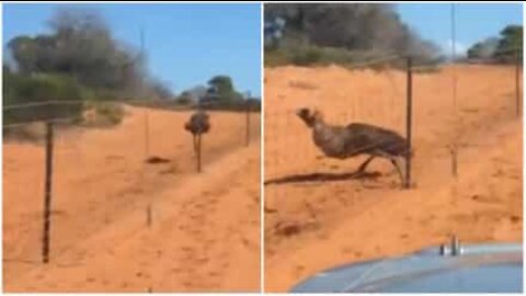 Emu dá de cara com poste e cai durante corrida