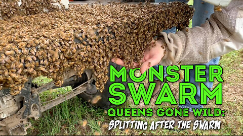 Part 2: Monster Swarm Queens Gone Wild: Splitting after the Swarm