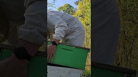 Putting swarm at their new location