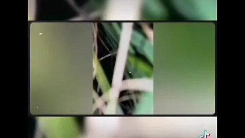 The Rake captured on camera!