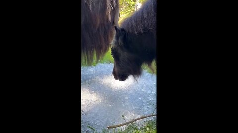 Zoo Animals Seen Cooling Off From Summer Heat Wave With Icy Treats