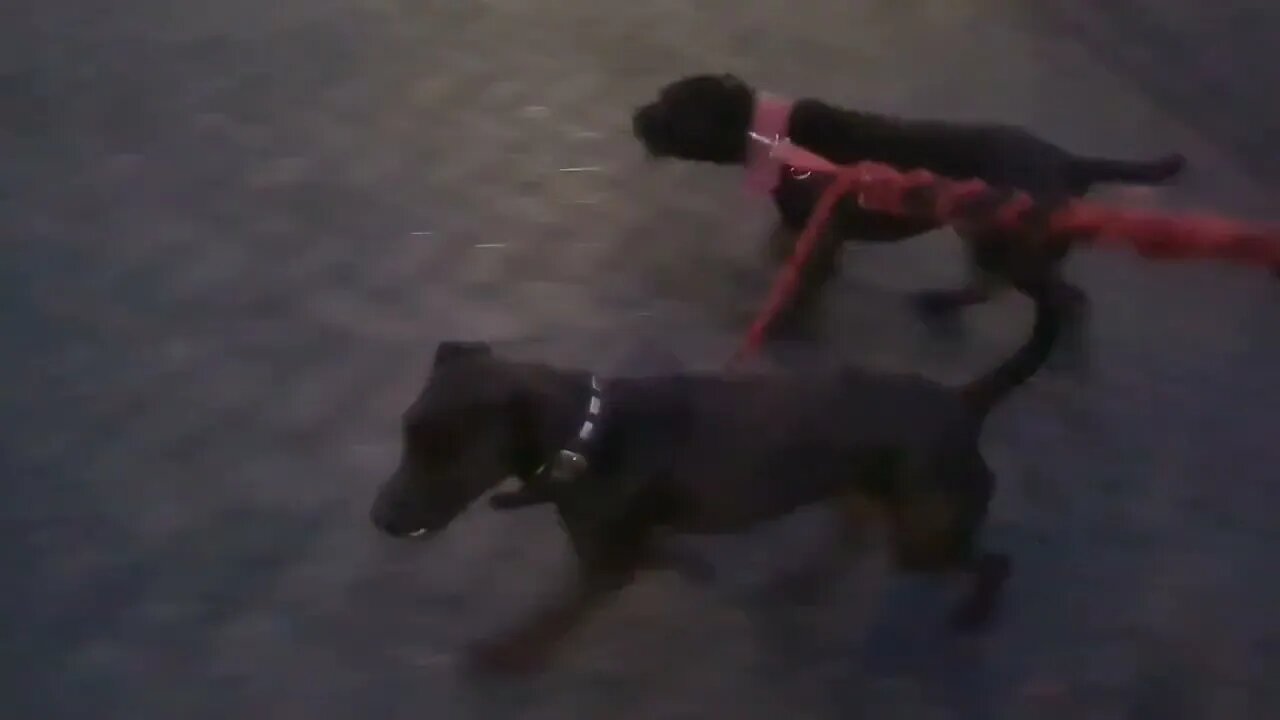 Patterdale Terriers: when EXPLOSIVE INTENSITY meets RELAXED dependaility. STRONG STRESS RESISTANCE