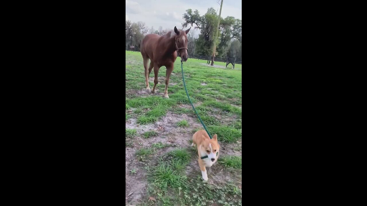 Check out this corgi pulling a horse on a leash