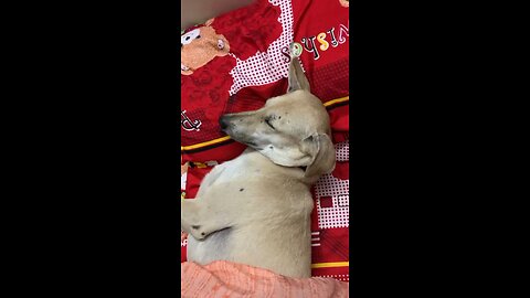 Cute dog