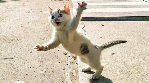 "Ultimate Animal Comedy: Funniest Pet Moments Ever!"