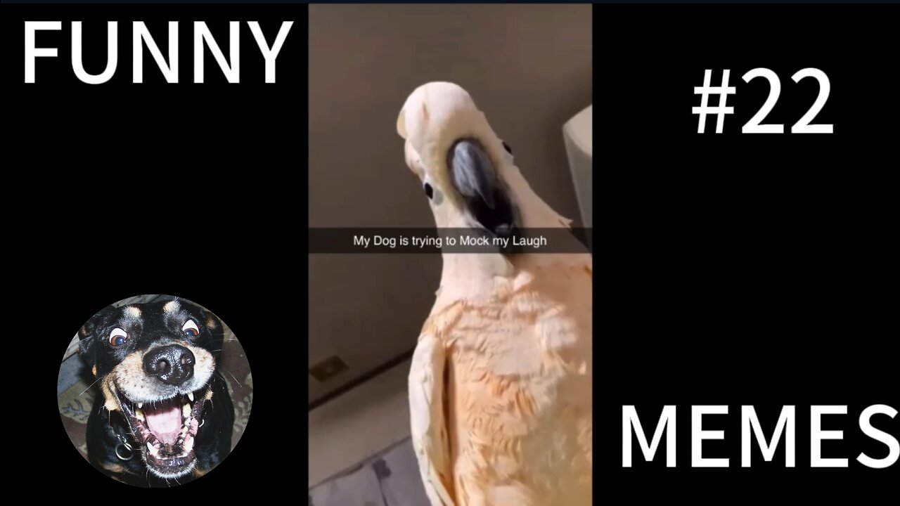 My parrot Is mentally ill... | FUNNY MEMES #22