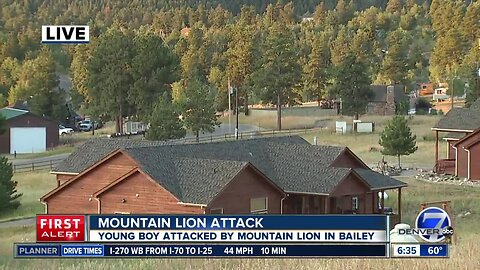 Mountain lion attacks a young boy in Bailey