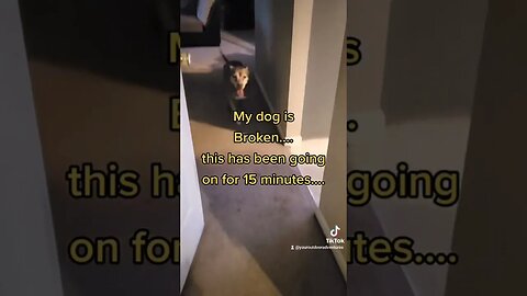 Remembering our puppy - working on a slide show Part 1