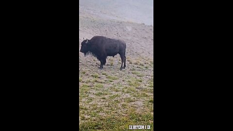 Yellowstone - A Foggy Bison filled morning.