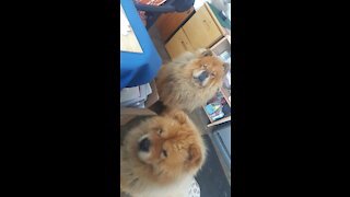 CHOW CHOW DOG TREATS - NINJA AND FUDGE