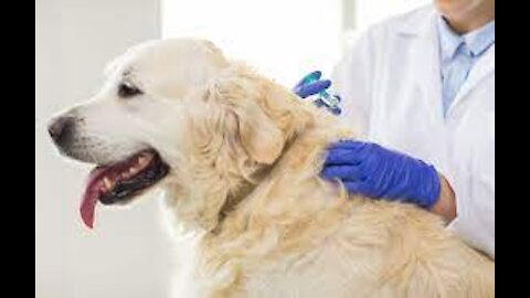UK Ministers Told Once Human Vaccine Roll Out Is Over, Pets Should Be Given Covid Jabs