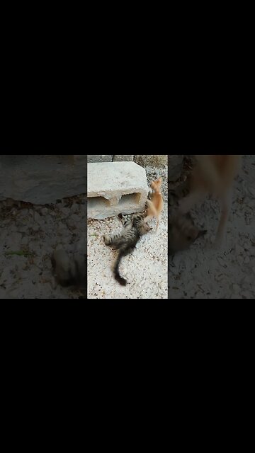 Grasya Moon | Kittens Playing | 30fps