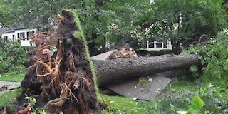 WIND STORM DAMAGE