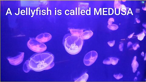 Stunning JELLYFISH Under Water