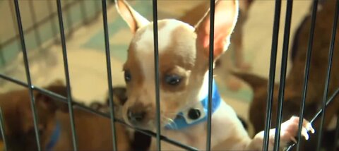 Animal shelters still battling to save rescued puppies from Parvo infection