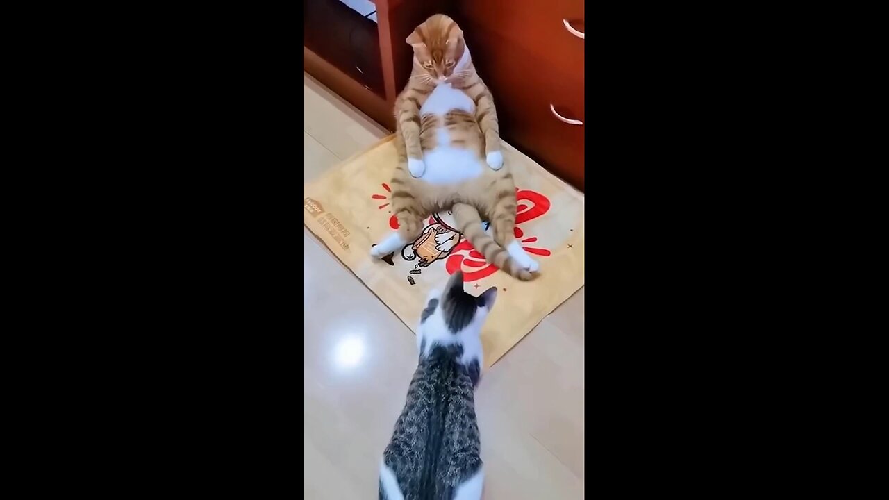 Cute Cat & Funny Cats #shorts #cats #cute #viral #funny