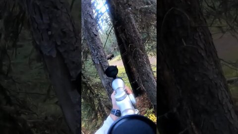Hunting Yellowstone Bison! (legally out side of the park)