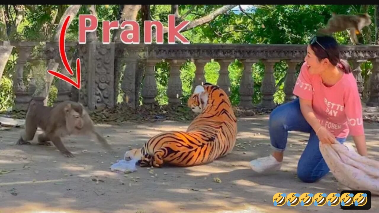 #funnn.tiger 🐯🐯frank on monkey's🐒🐒🐒🐵. Can't stop laughing😂🤣🤣. Makes you 10000%laugh