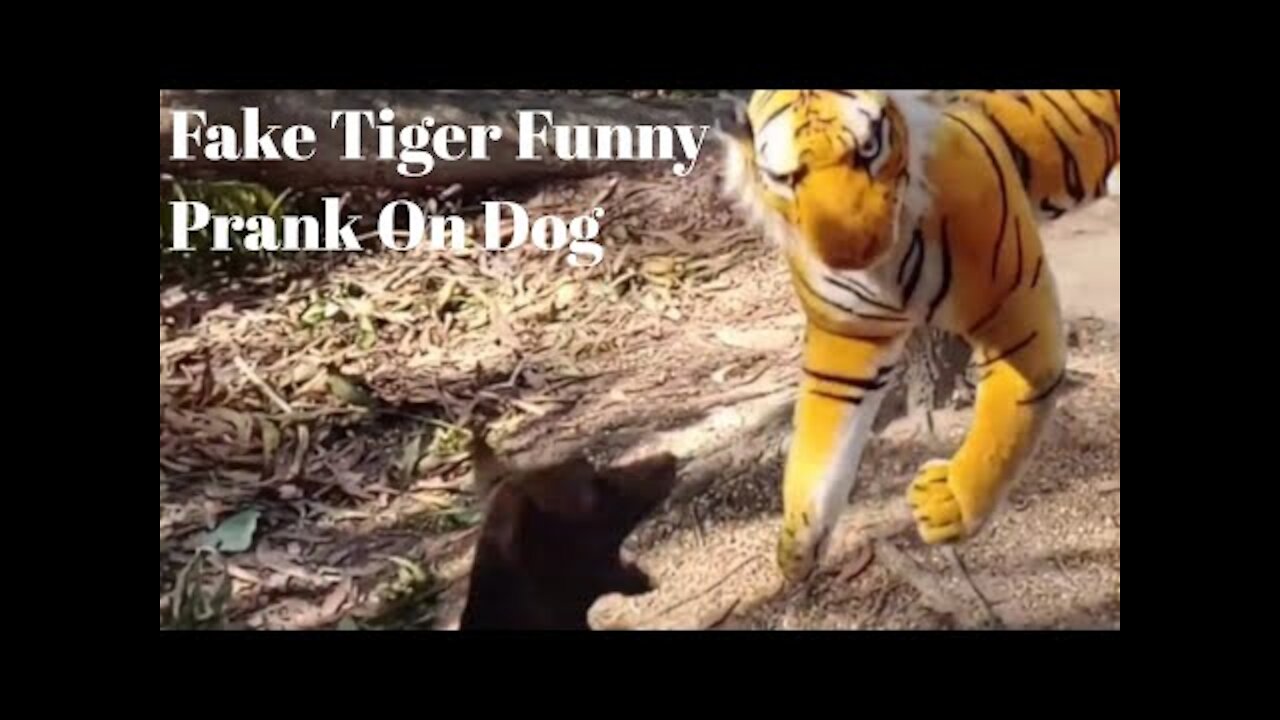 Prank On Dog With Fake Tiger || Funny Video