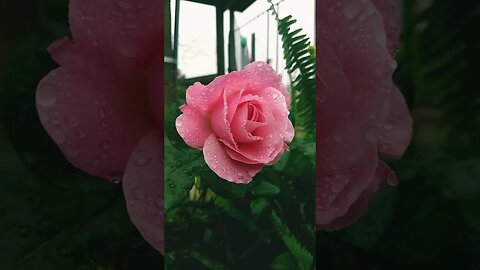 Relaxing Rain on Flower
