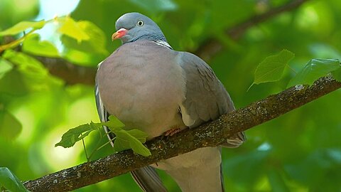 Common Wood Pigeon in a Tree: "Human, You Are Beneath Me"