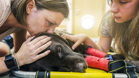 Do you have a dog? you must know this before too late.