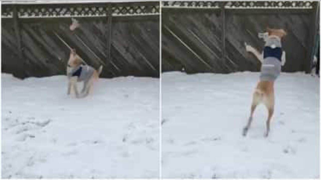 Il cane non resiste dentro casa quando nevica