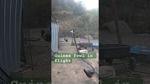 Guinea fowl in flight.