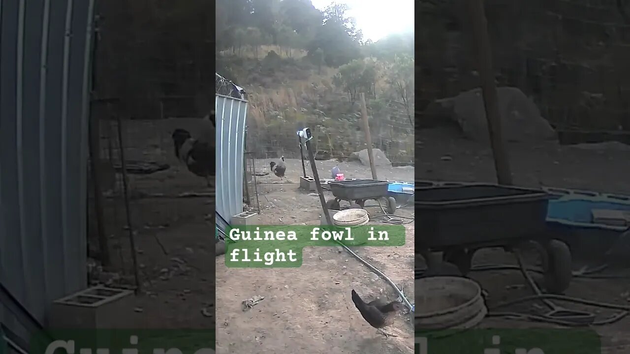 Guinea fowl in flight.