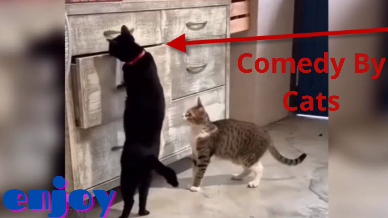 Funny Cats- |Baby cats- | Cute and funny cats video compilation # 2