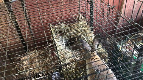Young rabbit mama watching her wiggly babies.