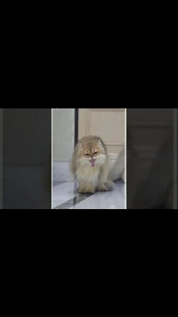 cat angry