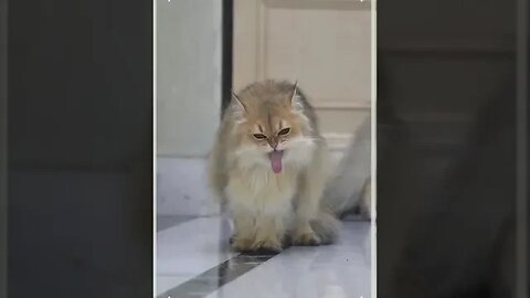 cat angry