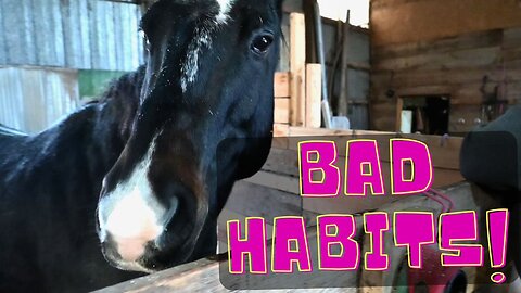 Our HORSE Has This ONE Annoying BAD Habit!