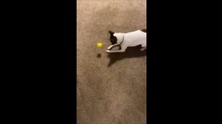 Princess found a yellow ball
