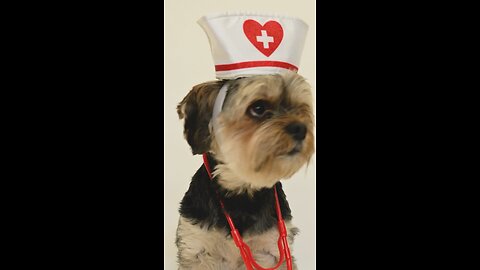 Nurse dog