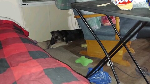 Molly entertaining herself